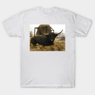 Scottish Highland Cattle Bull 2177 T-Shirt